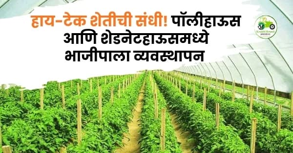 हाय-टेक शेतीची संधी! पॉलीहाऊस आणि शेडनेटहाऊसमध्ये भाजीपाला व्यवस्थापन प्रशिक्षण