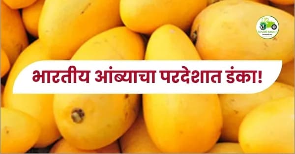 भारतीय आंब्याचा परदेशात डंका!