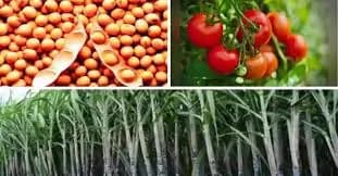 ऊस, सोयाबीन, टोमॅटो पिकांवर सल्ला मिळेल
