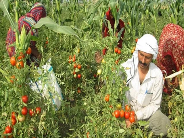 जैविक शेती व सर्व पिकांवर सल्ला मिळेल