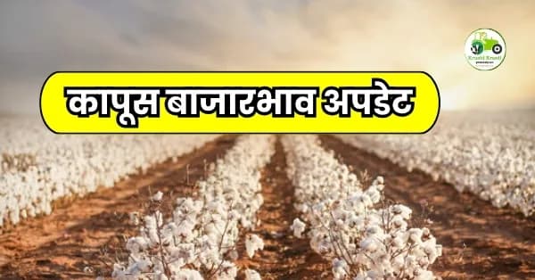 कापूस बाजारभाव अपडेट
