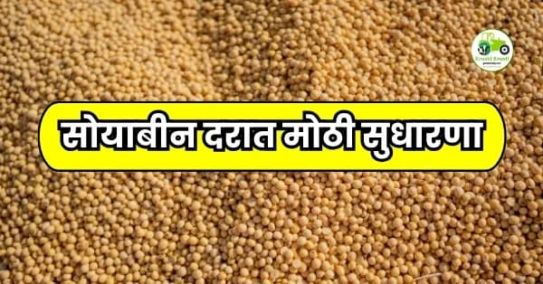सोयाबीन दरात मोठी सुधारणा