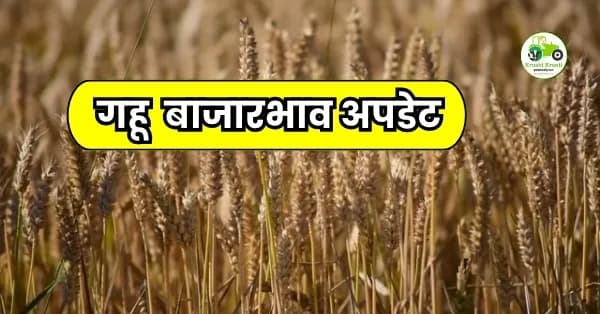 गहू बाजारभाव अपडेट