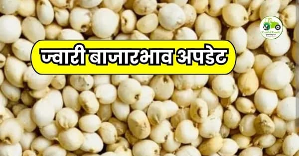 ज्वारी बाजारभाव अपडेट
