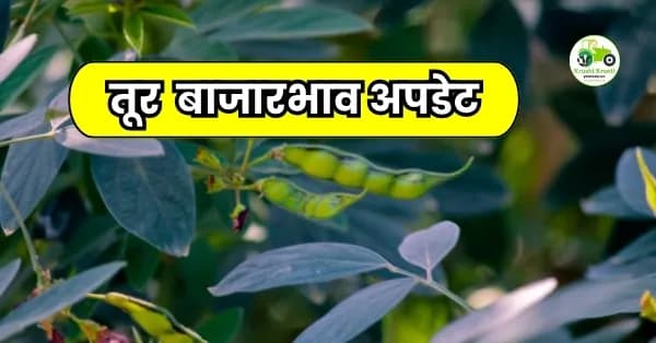 तूर बाजारभाव अपडेट
