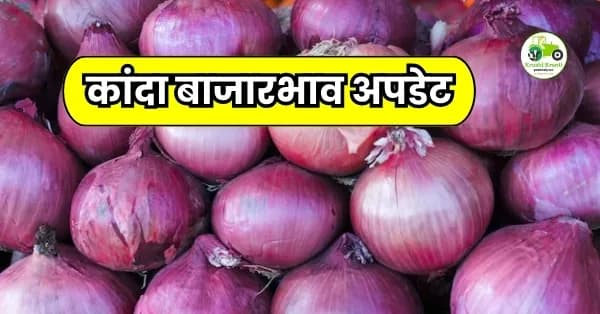 कांदा बाजारभाव अपडेट