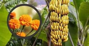केळी व झेंडू पिकांवर सल्ला मिळेल