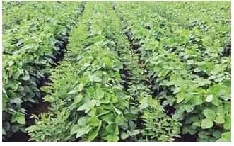 सोयाबीन तूर कापूस उडीद मूग इ. पिका वर सल्ला मिळेल