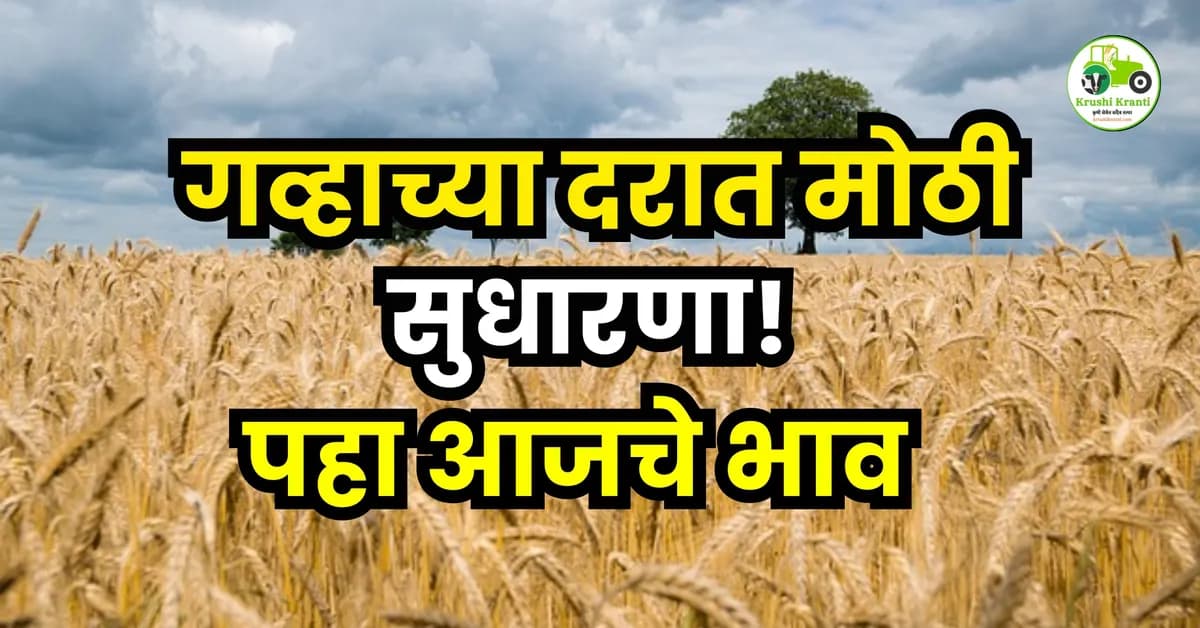 गव्हाच्या दरात मोठी सुधारणा!