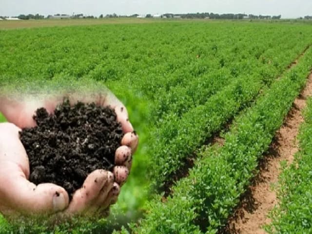 सेंद्रिय तसेच रासायनिक शेती विषयी सल्ला व मार्गदर्शन