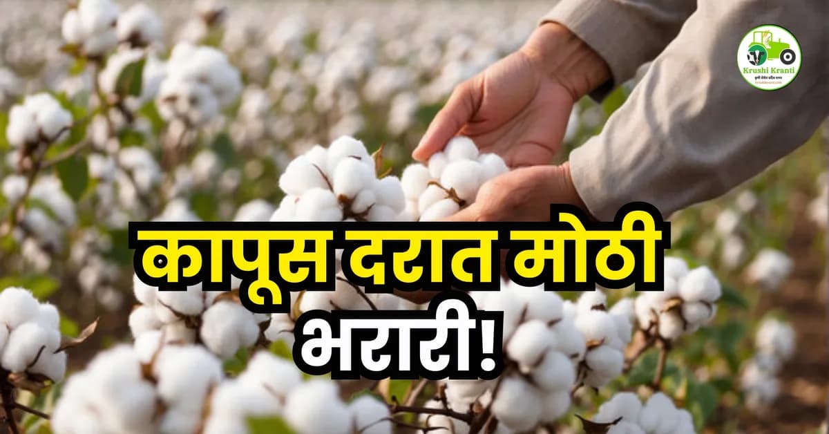 कापूस दरात मोठी भरारी!
