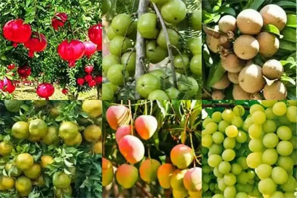 फळबाग लागवड संगोपन व विक्री सल्ला मिळेल