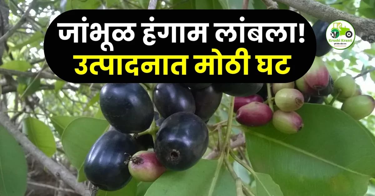 जांभूळ हंगाम लांबला! उत्पादनात मोठी घट