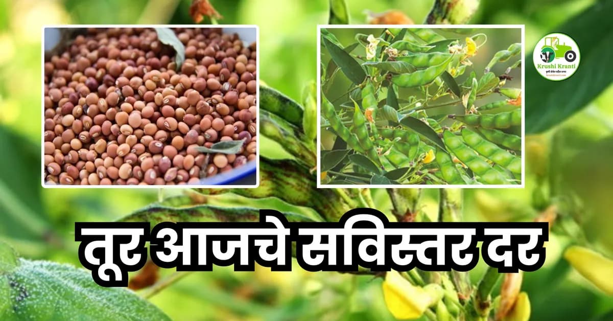 तूर आजचे सविस्तर दर