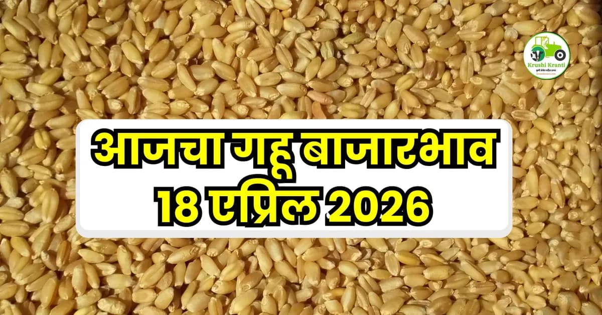 आजचा गहू बाजारभाव – 18 एप्रिल 2026