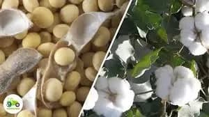 सोयाबीन आणि कापूस वर सल्ला मिळेल
