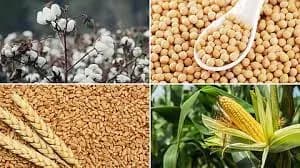 कापूस अद्रक मका गहू बाजरी सोयाबीन हरबरा तुरी वर सल्ला मिळेल