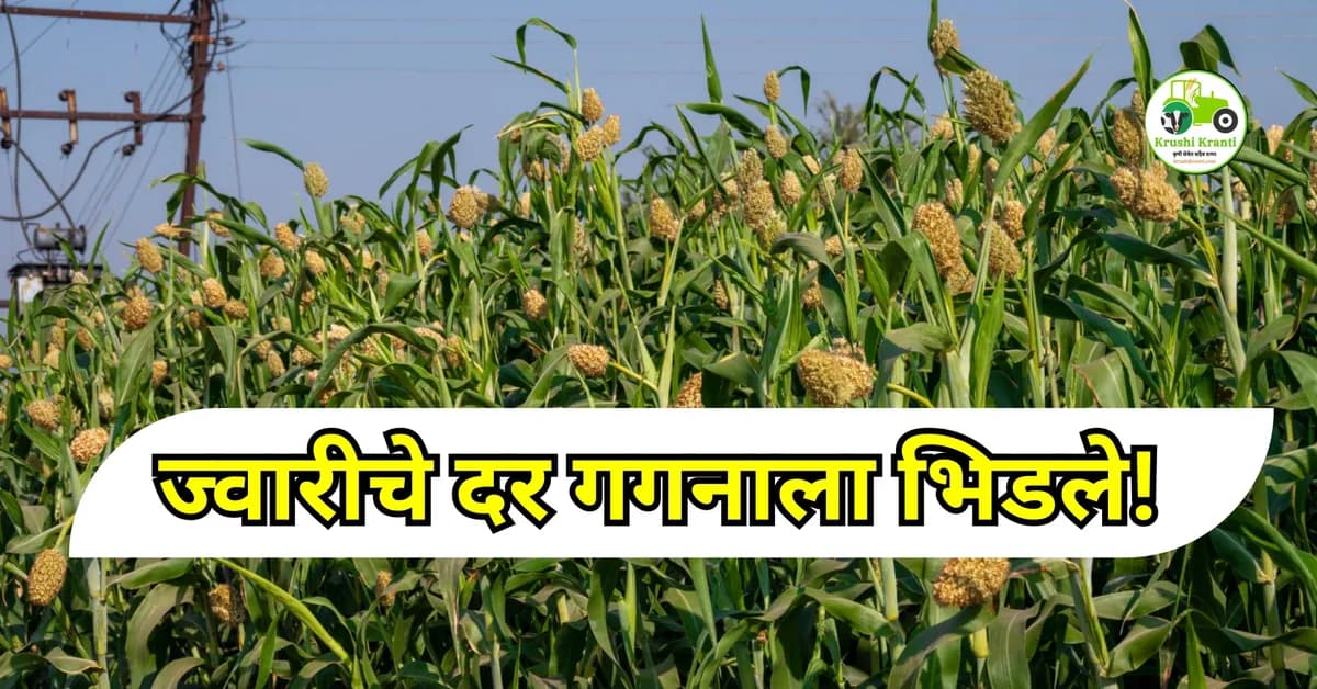 ज्वारीचे दर गगनाला भिडले! कमी उत्पादनामुळे बाजारात मोठी तेजी
