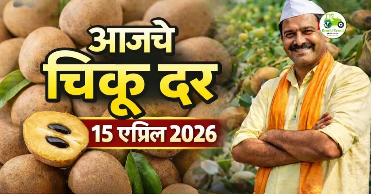 आजचे चिकू बाजारभाव 15 एप्रिल 2026