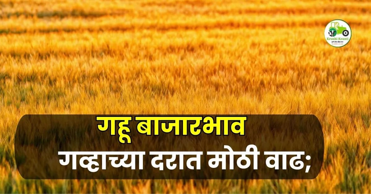 गहू बाजारभाव आज: गव्हाच्या दरात मोठी वाढ; पुणे-मुंबईत ५३०० रुपयांचा उच्चांकी दर!