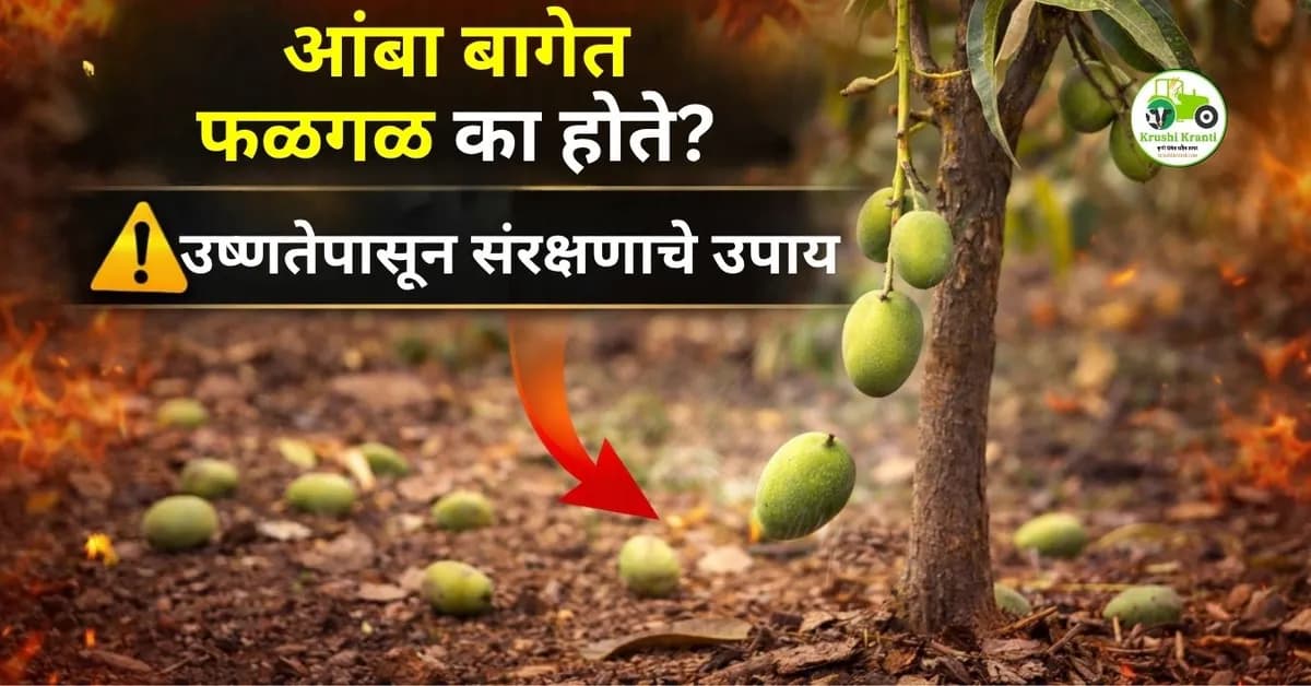 वाढत्या उष्णतेच्या लाटेमुळे आंबा बागांचे नुकसान: फळगळ थांबवण्यासाठी प्रभावी उपाय