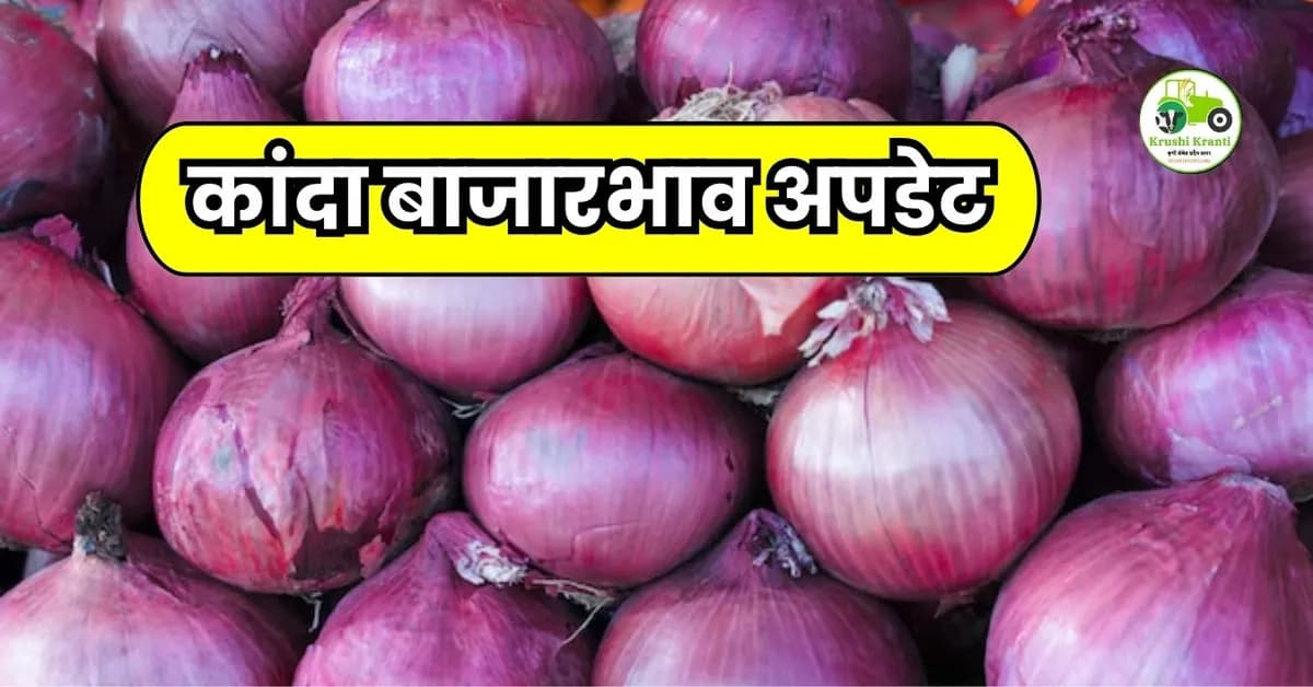 kanda bajar bhav : आजचे कांदा बाजारभाव 14 एप्रिल 2026