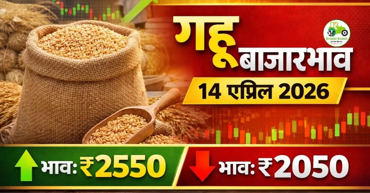 gehu ka bhav : गहू बाजारभाव 14 एप्रिल 2026