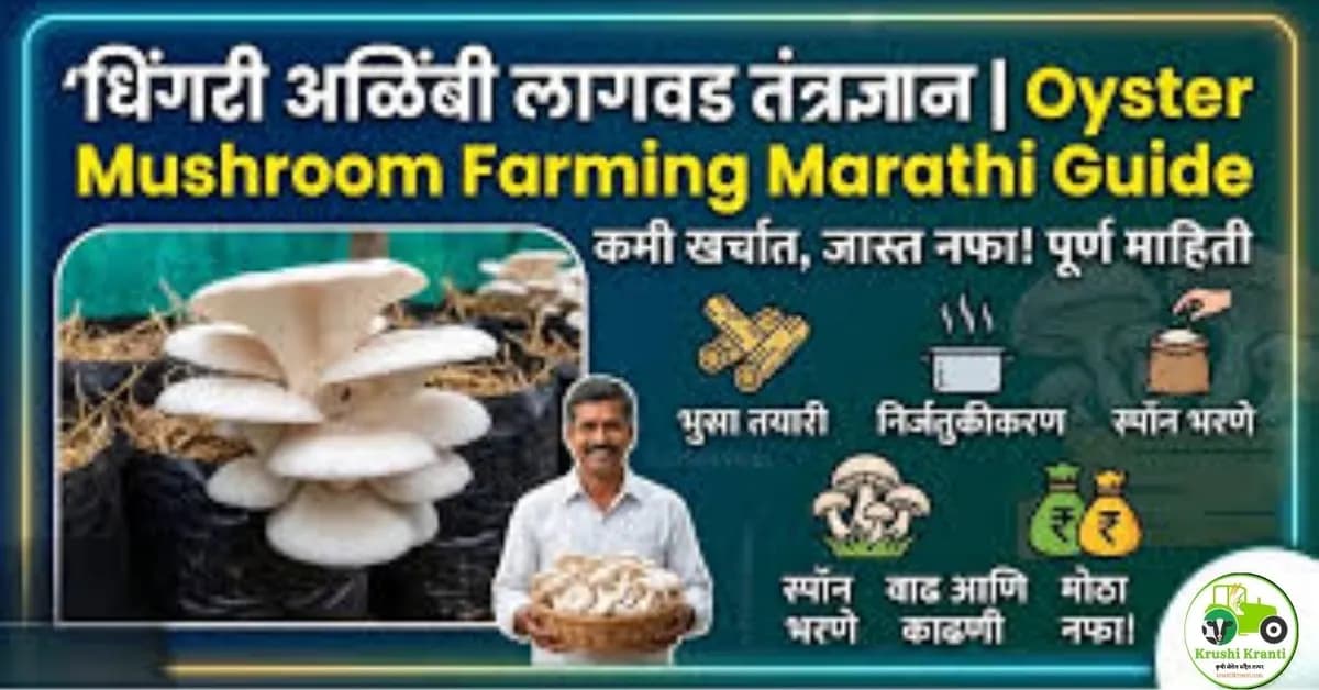 धिंगरी अळिंबी लागवड तंत्रज्ञान | Oyster Mushroom Farming Marathi Guide