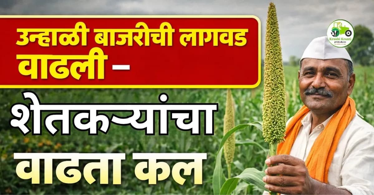 उन्हाळी बाजरीची लागवड वाढली – शेतकऱ्यांचा वाढता कल