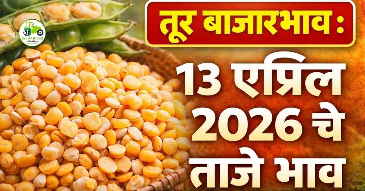 तूर बाजारभाव:१३ एप्रिल २०२६ चे ताजे भाव