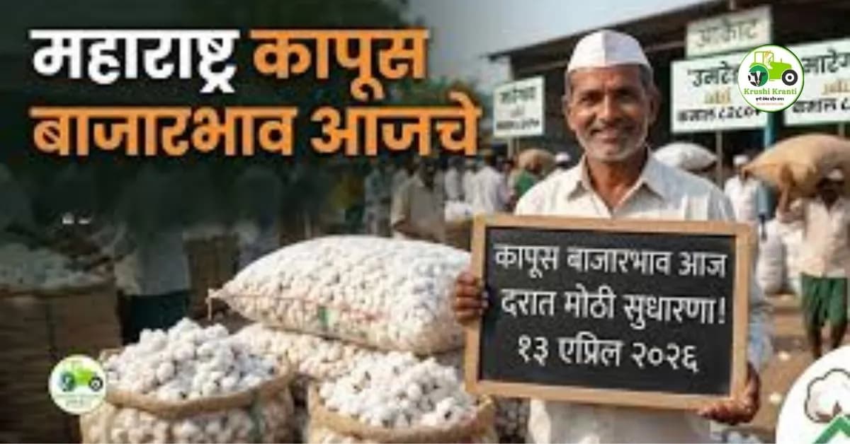 महाराष्ट्र कापूस बाजारभाव आज: उमरेड आणि मारेगाव मार्केटमध्ये मोठी तेजी! पहा ताजे दर (१३ एप्रिल २०२६)