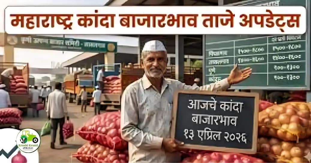 महाराष्ट्र कांदा बाजारभाव आज: कोणत्या मार्केटमध्ये मिळाला सर्वाधिक दर? पहा आजचे ताजे अपडेट्स (१३ एप्रिल २०२६)