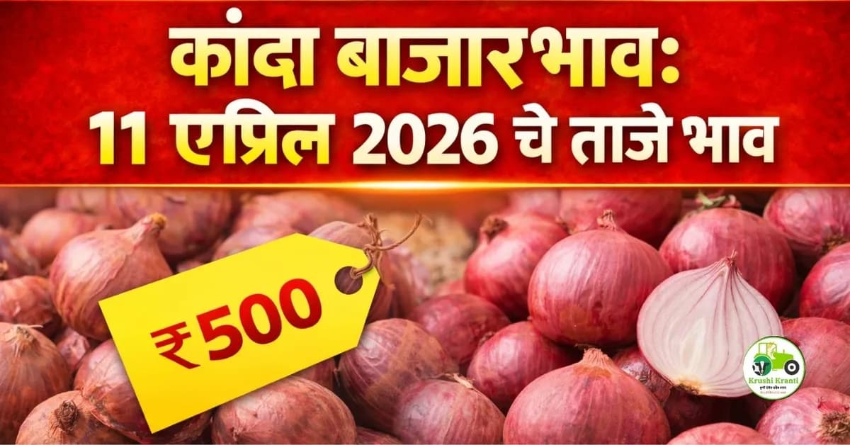 कांदा बाजारभाव:११ एप्रिल २०२६ चे ताजे भाव