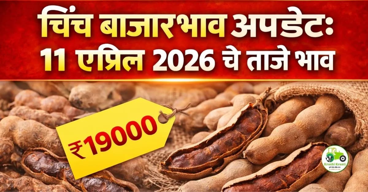 चिंच बाजारभाव अपडेट:११ एप्रिल २०२६ चे ताजे भाव