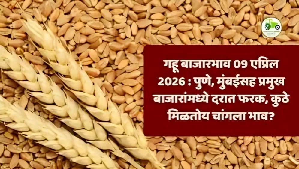 गहू बाजारभाव 09 एप्रिल 2026 : पुणे, मुंबईसह प्रमुख बाजारांमध्ये दरात फरक, कुठे मिळतोय चांगला भाव?