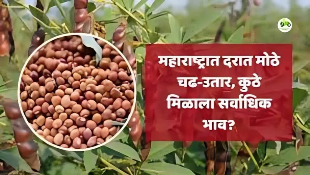 तूर बाजारभाव 09 एप्रिल 2026 : महाराष्ट्रात दरात मोठे चढ-उतार, कुठे मिळाला सर्वाधिक भाव?