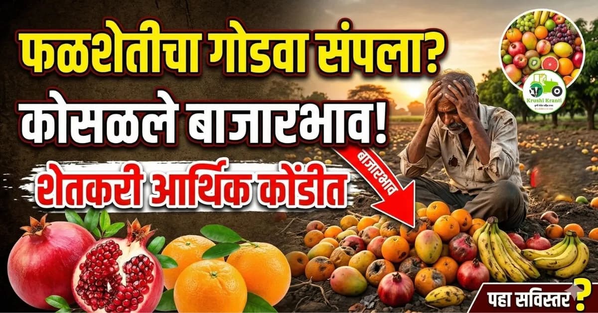 फळशेतीचा गोडवा संपला? फळपिकांचे बाजारभाव कोसळल्याने शेतकरी आर्थिक कोंडीत