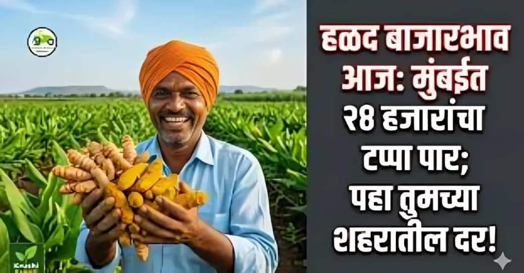 हळद बाजारभाव अपडेट (८ एप्रिल २०२६): मुंबईत हळदीचा धमाका, सांगलीतही तेजी!
