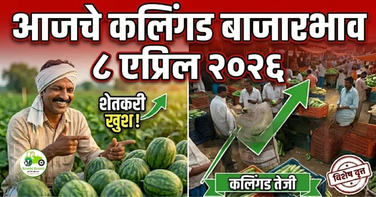 आजचे कलिंगड बाजारभाव ८ एप्रिल २०२६