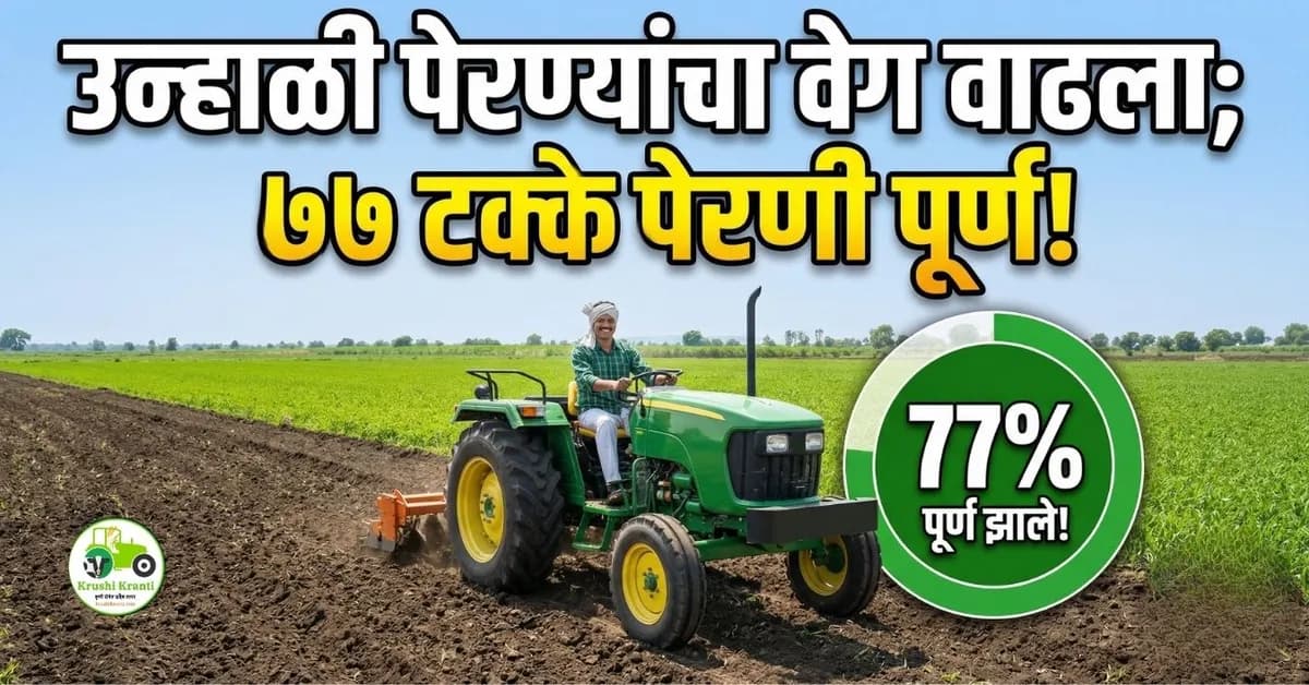 उन्हाळी पेरण्यांचा वेग वाढला; ७७ टक्के पेरणी पूर्ण!