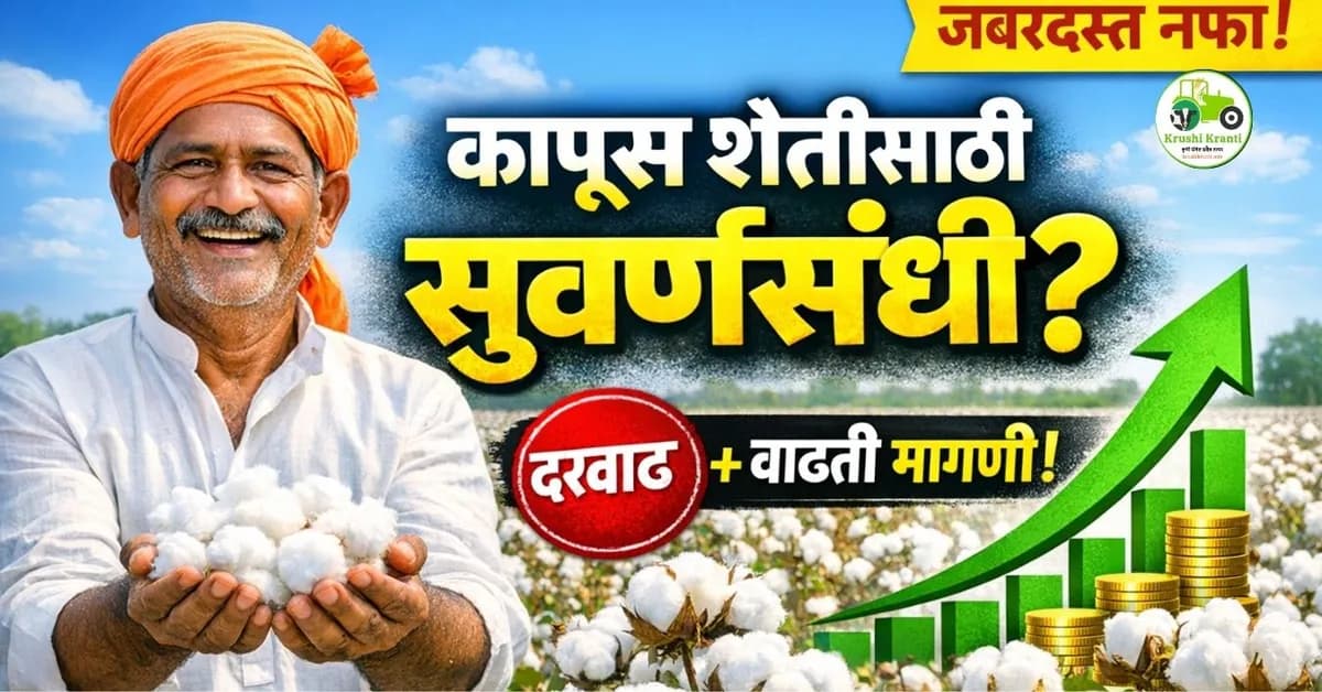 कापूस शेतीसाठी चांगले दिवस? वाढती मागणी आणि दरवाढ