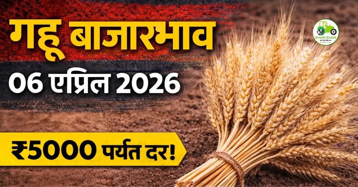 गहू बाजारभाव 06 एप्रिल 2026