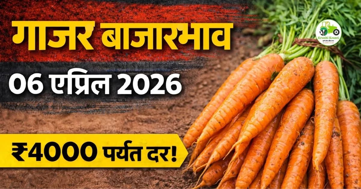 गाजर बाजारभाव 06 एप्रिल 2026