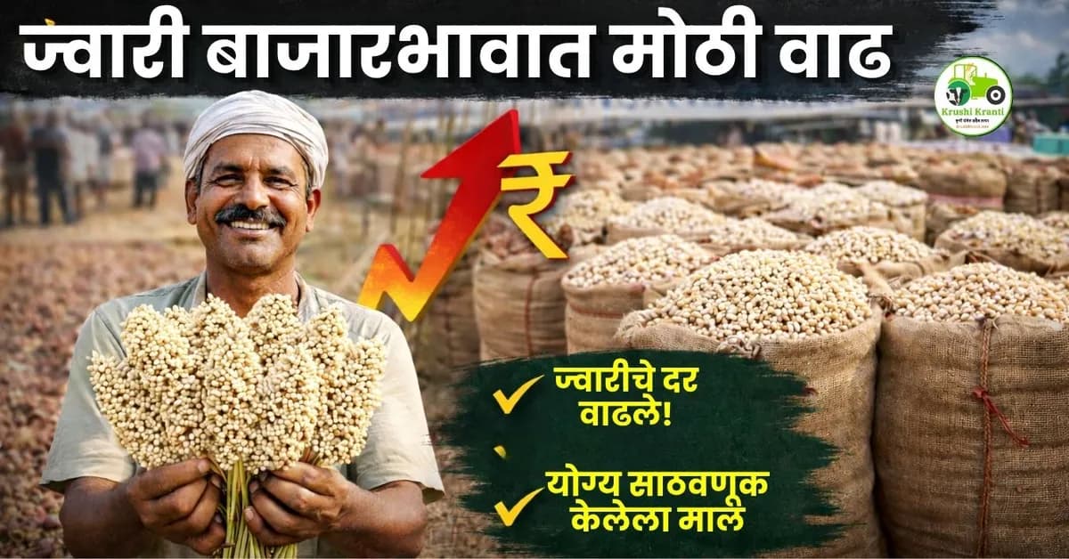 ज्वारी बाजारभावात मोठी वाढ – दर्जेदार मालाला मिळतोय जास्त भाव