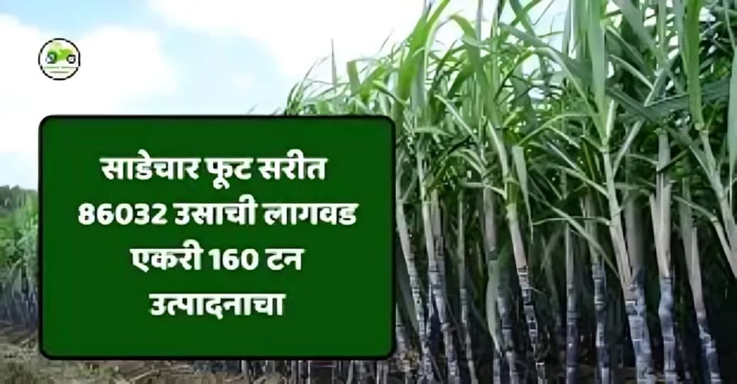 ८६०३२ उसाची लागवड: साडेचार फूट सरीतून एकरी १६० टन उत्पादनाचा अंदाज