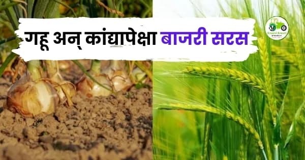 गहू आणि कांद्याला मागे टाकले! पाथर्डीच्या शेतकऱ्यांचा 'उन्हाळी बाजरी'तून लाखो रुपयांच्या कमाईचा यशस्वी प्रयोग