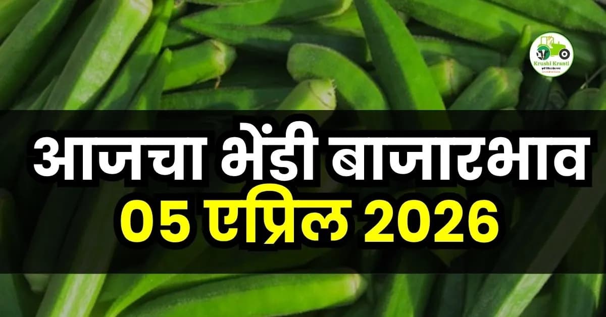 आजचा भेंडी बाजारभाव 05 एप्रिल 2026