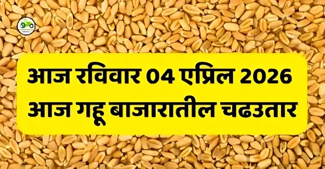 आज रविवार 04 एप्रिल 2026 – आज गहू बाजारातील चढउतार