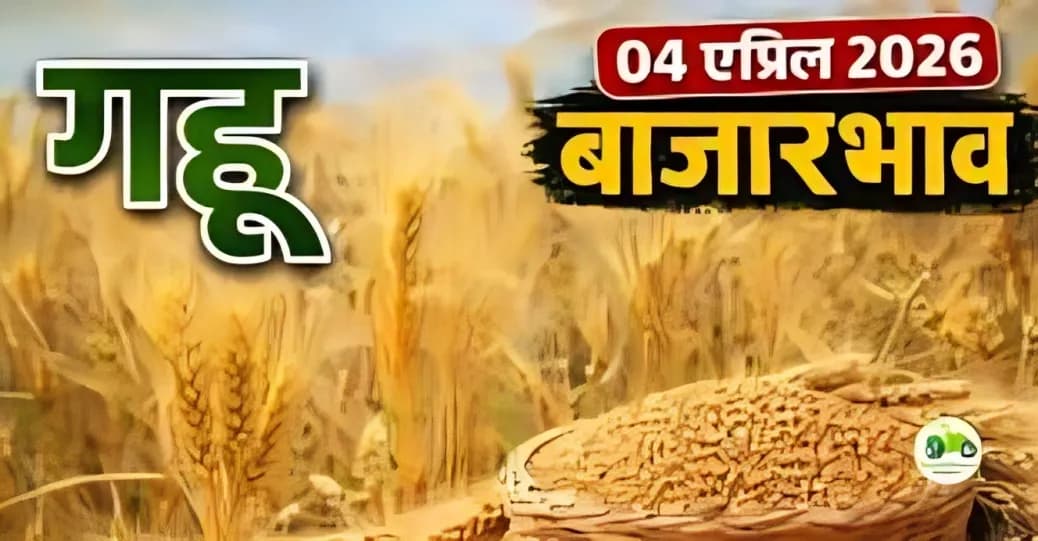 गहू बाजारभाव 04 एप्रिल 2026: शरबती गव्हाला ₹4400+ दर | संपूर्ण माहिती