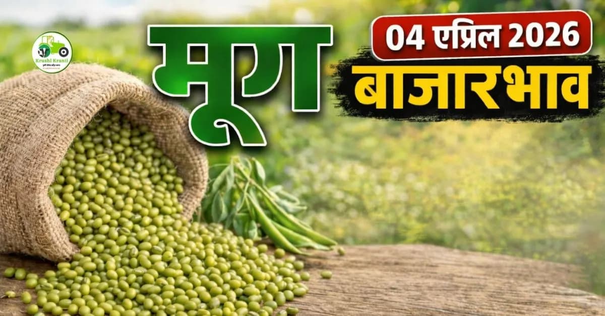 मूग बाजारभाव 04 एप्रिल 2026: संपूर्ण माहिती